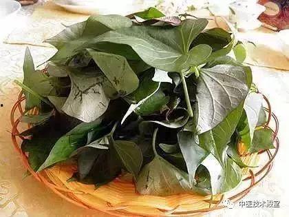 吃毛瓜可以吃红薯叶,营养互补的绿色美食探索