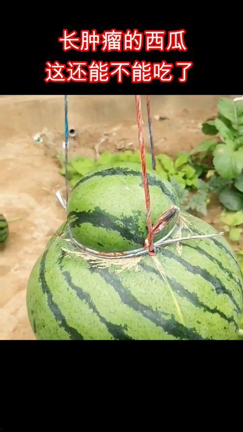 吃瓜能长生吗,揭秘吃瓜能否助人长生之谜