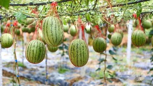 东部市场吃瓜,瓜香四溢,品味生活新风尚