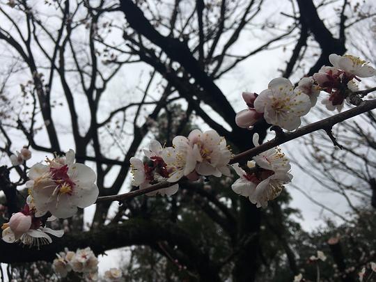 樱九吃瓜,揭秘娱乐圈幕后故事