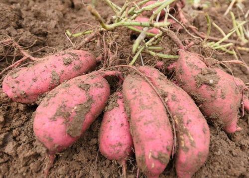 吃土瓜有什么坏处,吃土瓜的潜在危害与注意事项