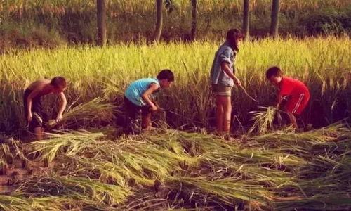 农村趣味吃瓜故事,揭秘农村趣味吃瓜故事