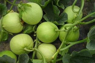 吃瓜有几种意思,揭秘“吃瓜”的多重含义与趣味解读