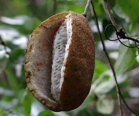 梦到五月吃八月瓜,八月瓜果飘香