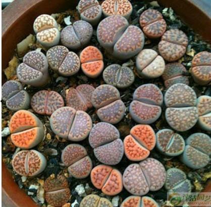 石花山吃瓜,一场别开生面的吃瓜狂欢之旅