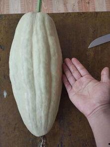 瓜叶鱼会吃吗怎么吃,烹饪方法与食用指南