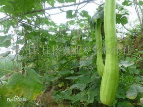 砍瓜做啥吃,创意烹饪，尽享美味